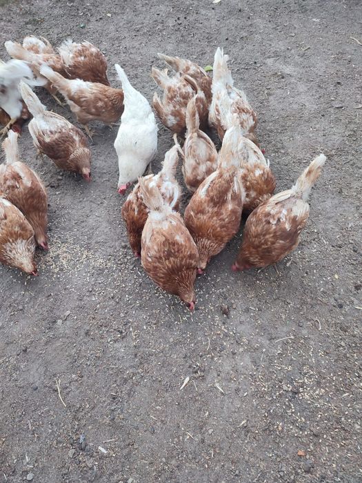 Продам кур Ломан Браун