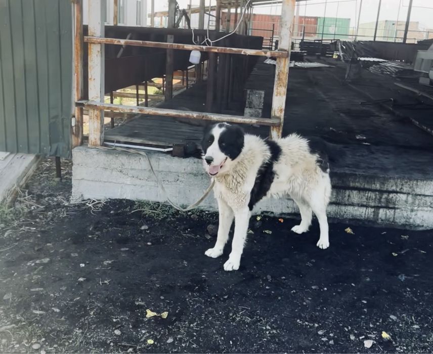 Алабай сатыладыы