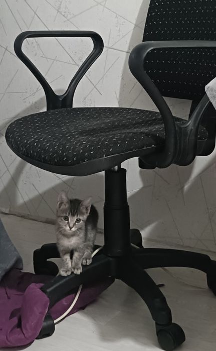 Отдам котенка мальчик