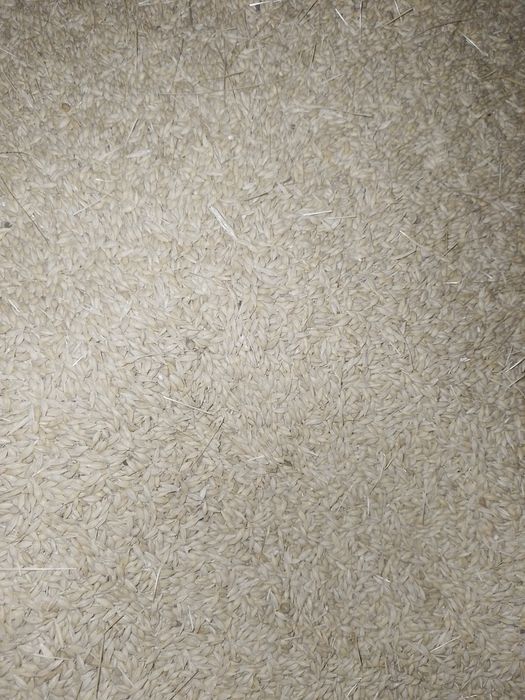 Vand orzoaica de primavara de samanta                    .