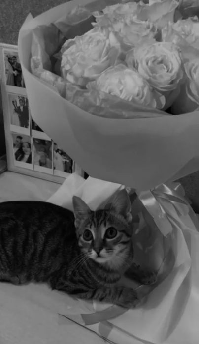 Кошка отдадим в хорошие руки