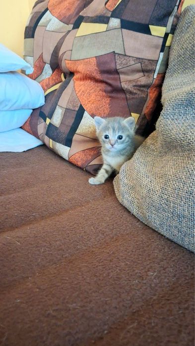 Подарявам малка топка щастие