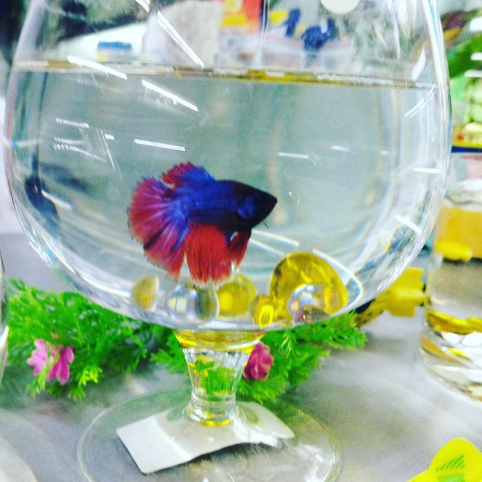 Рыбки петушки. Навои-Торайгырова