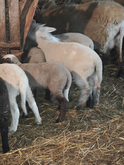 Vând 70 de oi cu mieii lângă ele