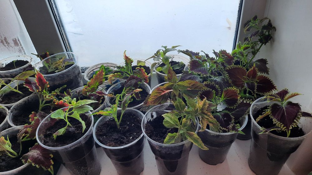 Колеусы вегетативные