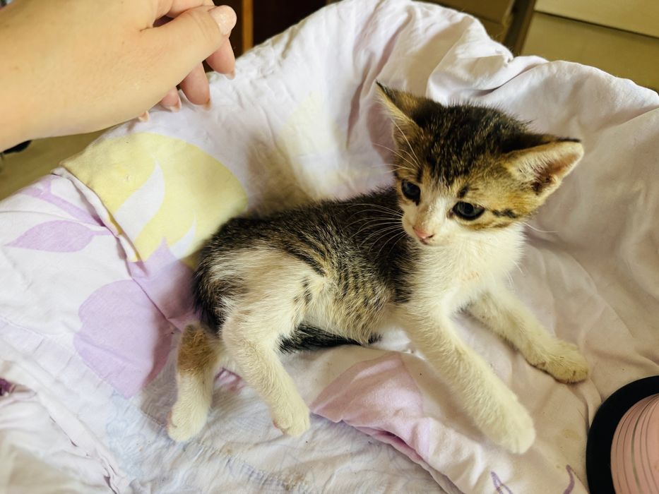Millie își caută o familie iubitoare!