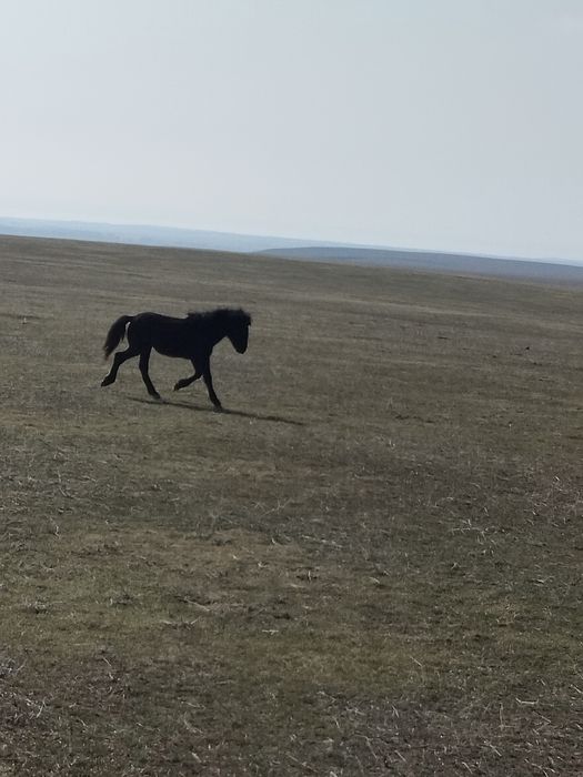Ассалаумағалейкум! Еркек тайлар сатылады!!!