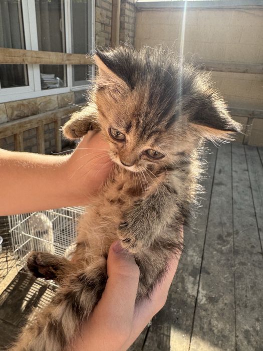 Котята