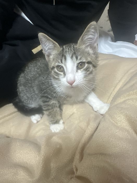 Европейская короткошерстная кошка