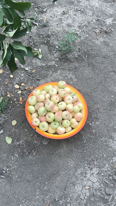 Груши «голландская красавица»