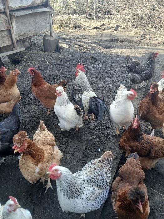 Vând ouă proaspete de țară