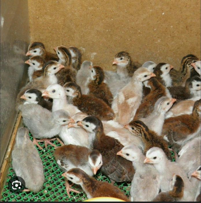 Sesarka jojasi / цесарята