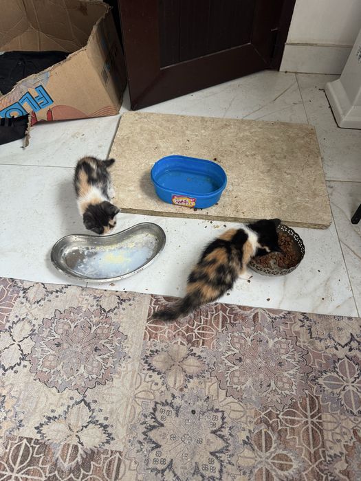 Котёнки отдам хорошие руки