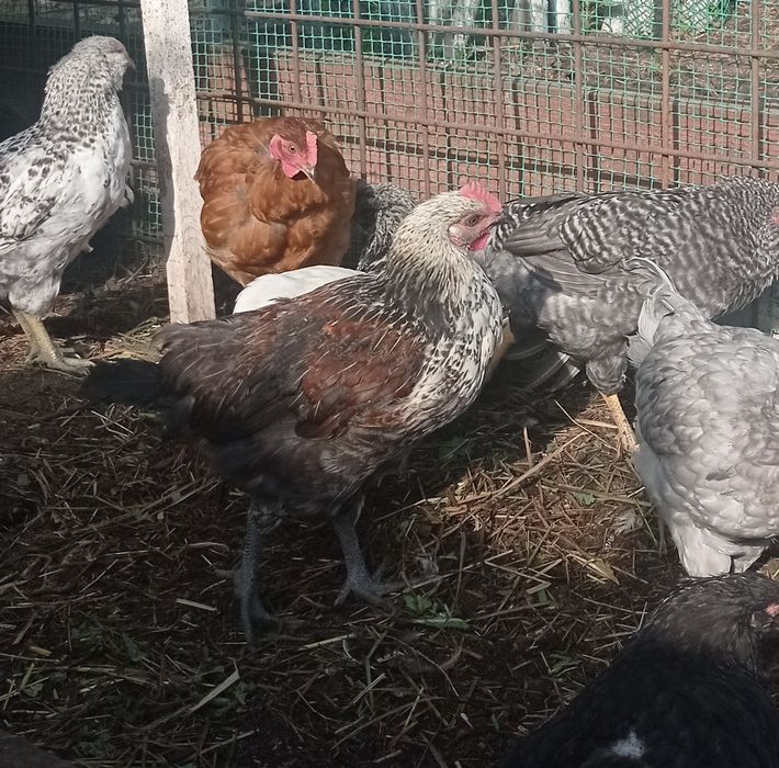 Продам молодых петушков 2 месяца