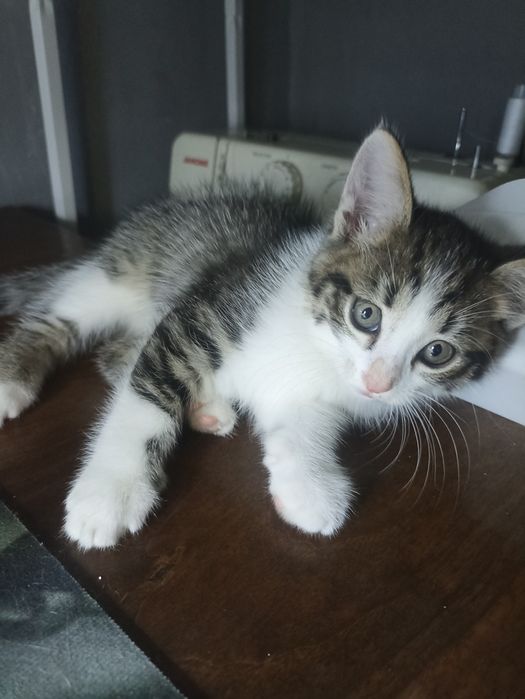 Котята мальчики 1,5 мес
