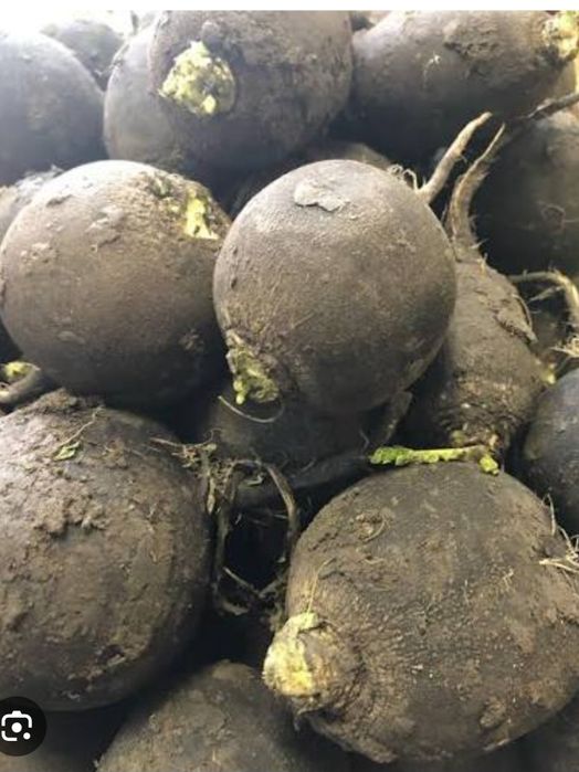Продам чёрную редьку