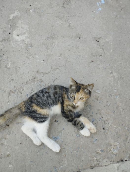 котенек ищет дом