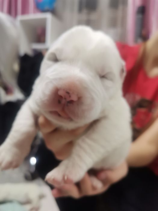 Щенки Алабайчики