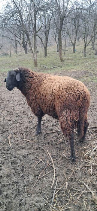 Vand berbec carabaș