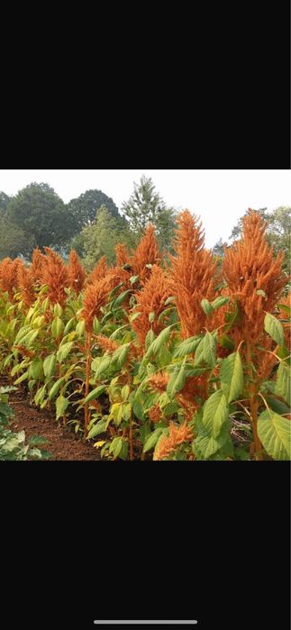 Семена амаранта  , сорт Харьковский и Гигант
