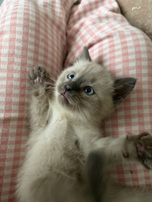 Котенок 2 месяца