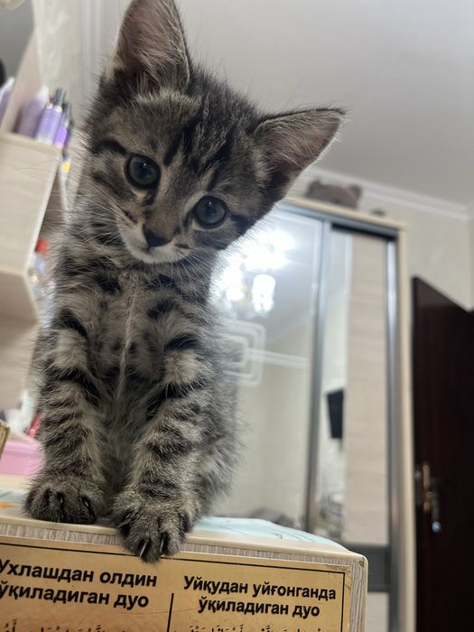 Котята отдам в добрые руки