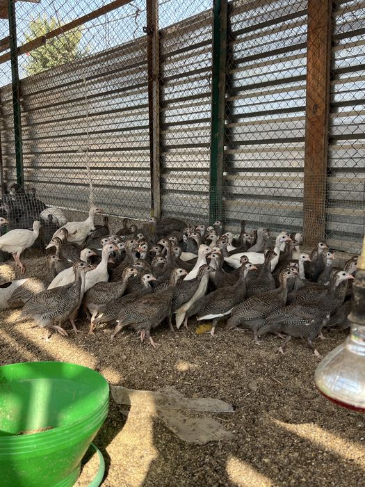 Цесарка 4 ойлигдан бошлаб