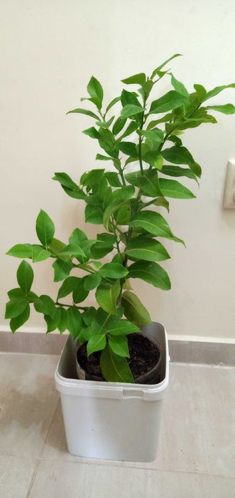 лимони-лимонови дръвчета