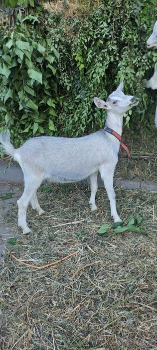Продам Альпийскую козочку.