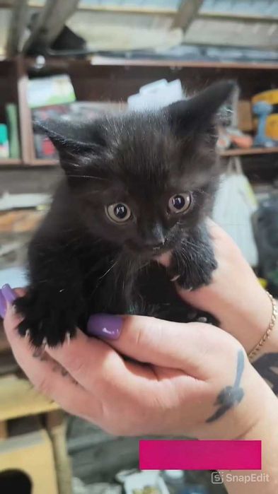 Ищем любящих хозяев котятам