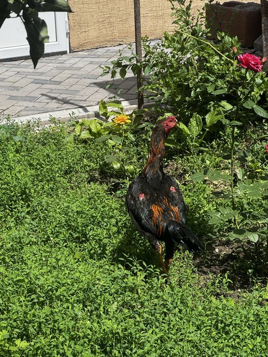 Продам 3 петуха