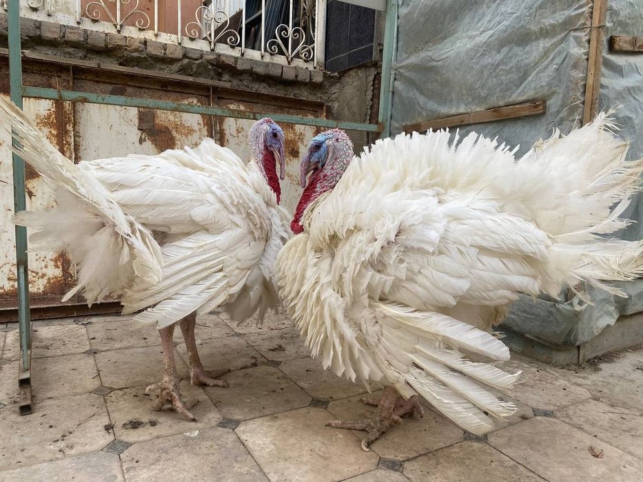 18 кглик куркалар сотилади