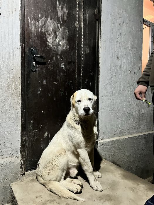 Ит Сатылады Саудасы Бар.