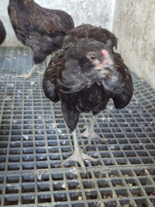 De vanzare araucana
