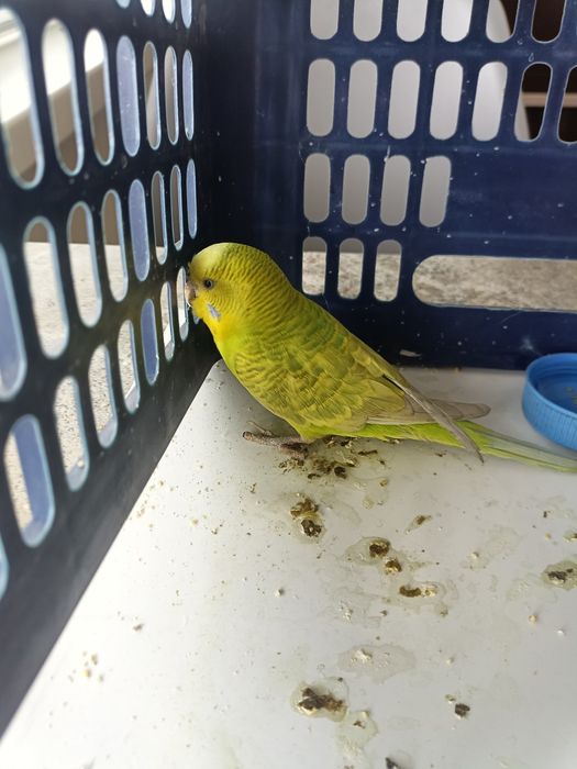 Попугай волнистый