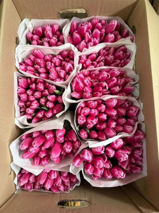 Тюльпаны оптом от 350 тг