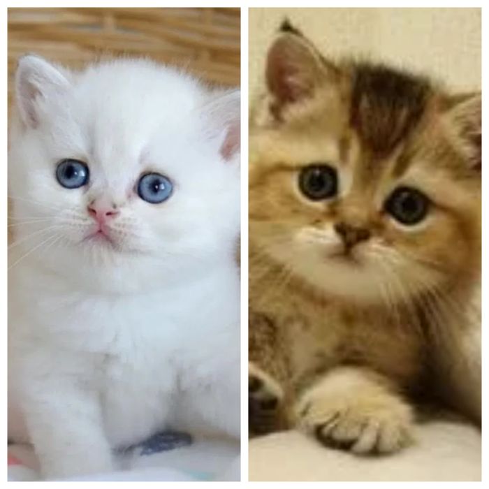 Британские котята