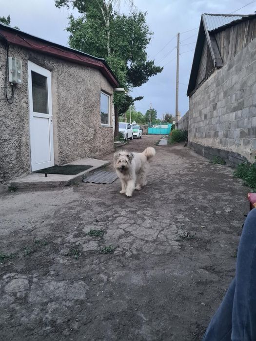 Продам дом в хорошие руки