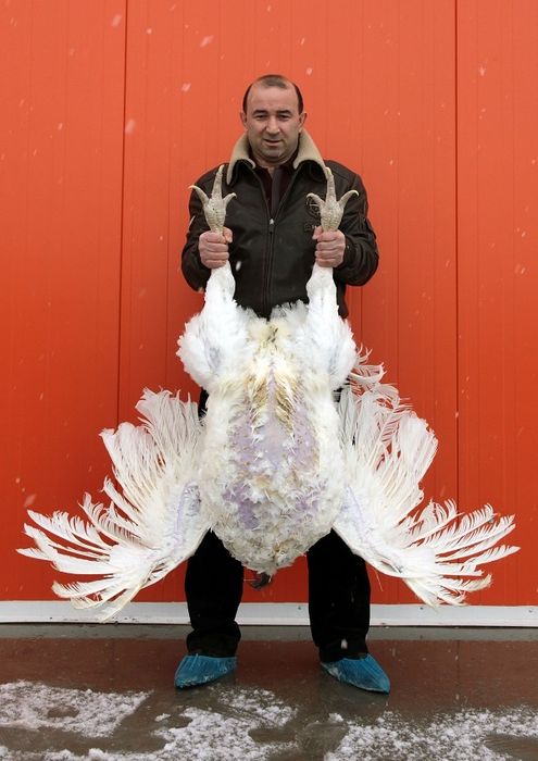 Инкубационное яйцо индейка Биг-6 Испания