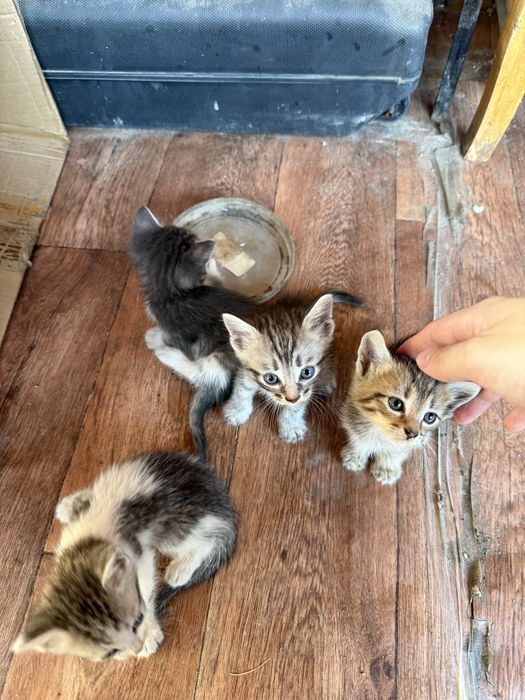 Отдам в добрые руки котят