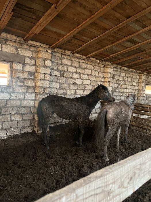 Жабагы сатылады 2 бас ургащы