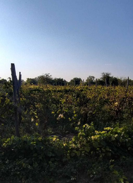 Teren intravilan sat Unirea