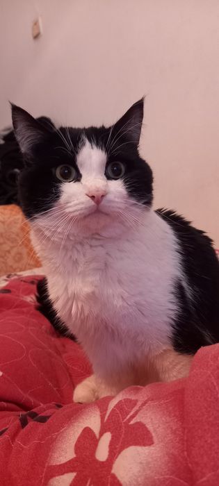 Ищем кошечку на вязку