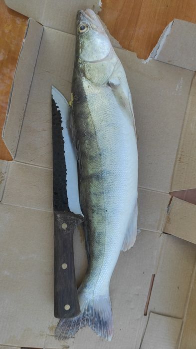 Судак сатылады свежый