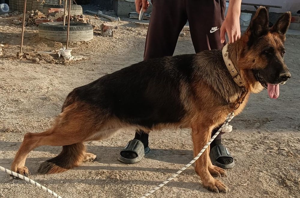 Продаётся немецкая овчарка сука рожавшая! 4,5 год