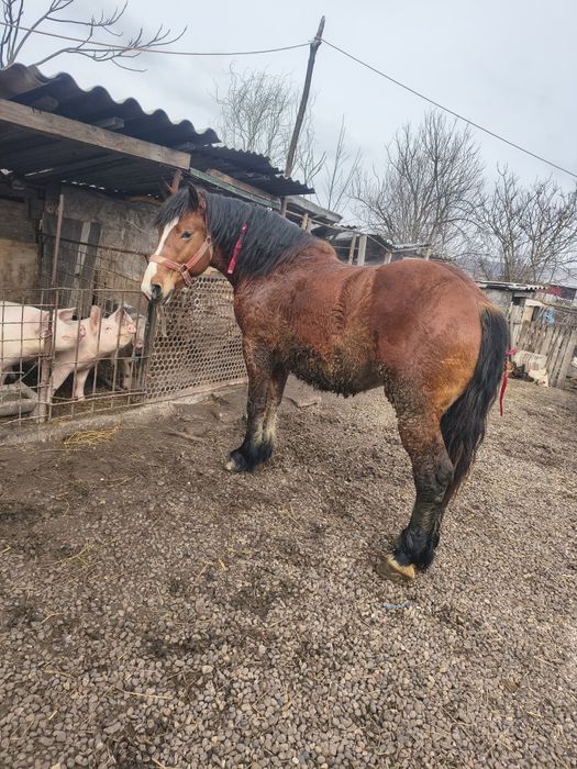 Vând mânz de un an jumate preț 2000euro