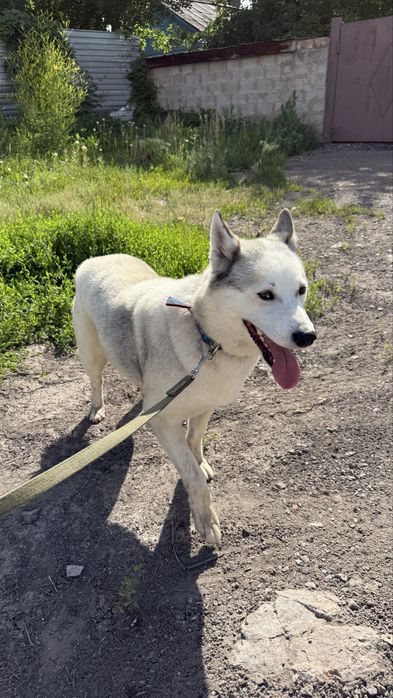 Ищем дом для малышки