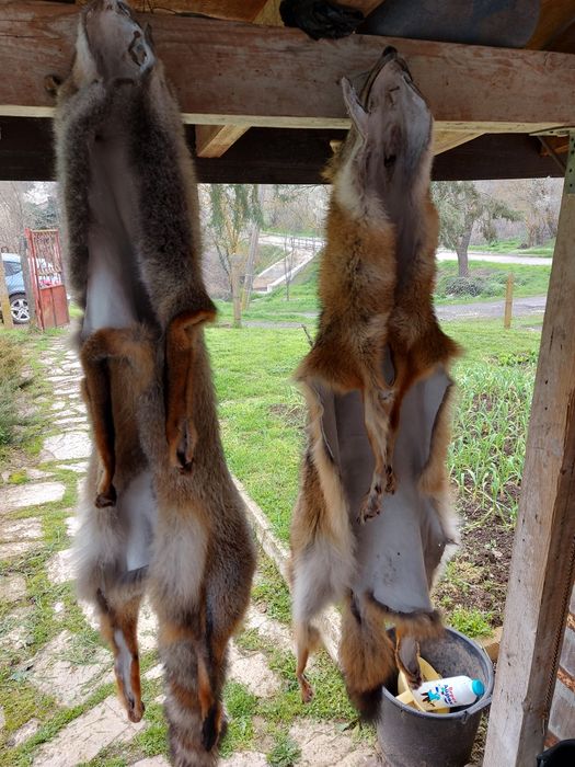 Кожи от чакал и лисица