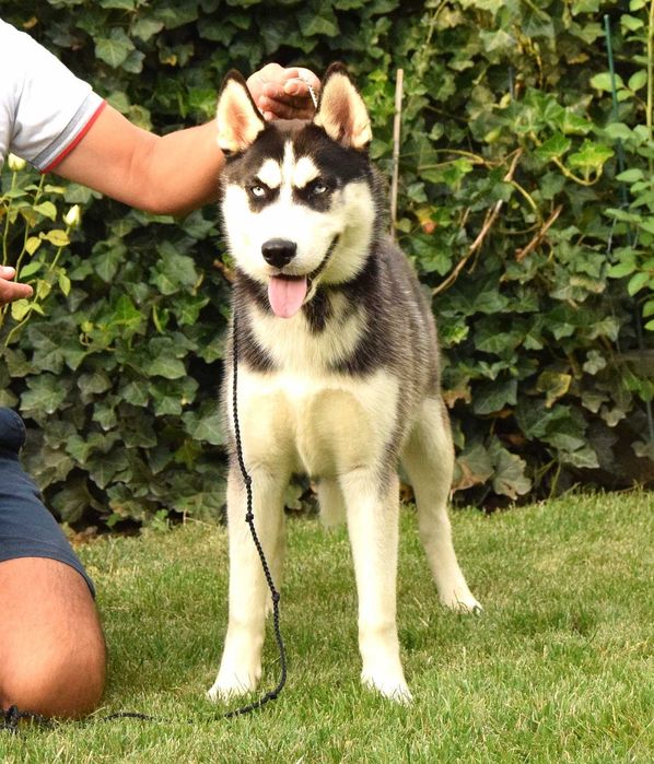 Pui Husky Siberian femela, părinți multipli campioni!