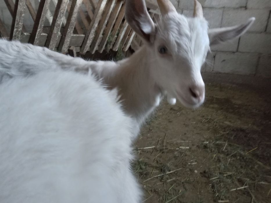 Зааненский  лақ лақ